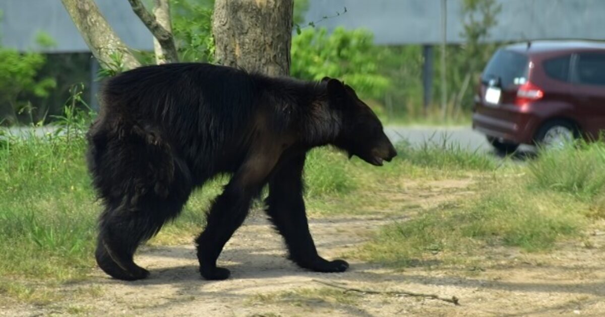 群馬クマ被害